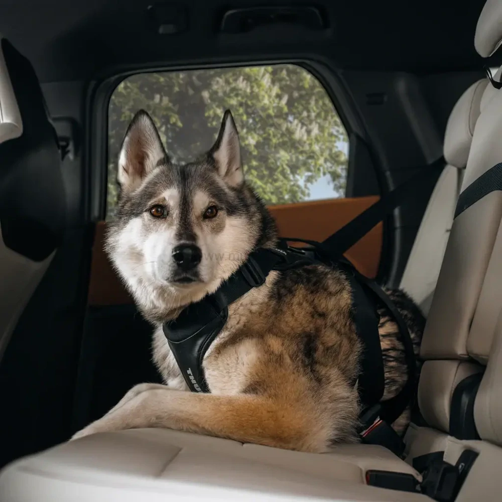 Postroj pro psa Thule Cappy S